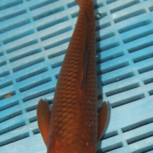 9-10” Hand Selected Koi (SK90)