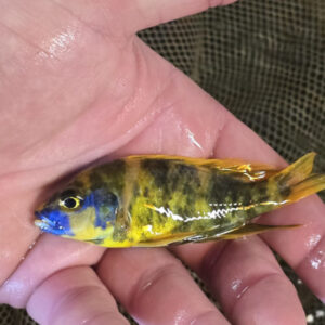 Photographed Peacock Cichlid 7-8cm  (34)