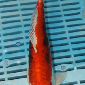 9-10” Hand Selected Koi (SK91)