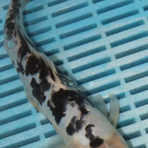 9-10” Hand Selected Koi (SK92)
