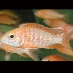 Red Peacock Albino Red Eye 9/11cm