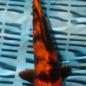 9-10” Hand Selected Koi (SK93)