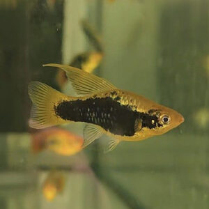 Hi-Fin Hawaii Platy