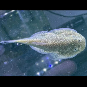 Full Spot Borneo Sucker Loach 5-6cm ***NEW***