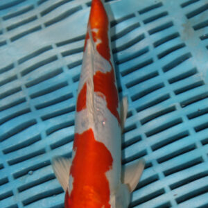 9-10” Hand Selected Koi (SK20)