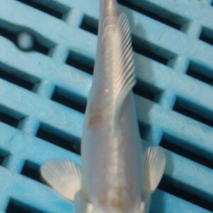 4-5” Hand Selected Koi (Q256)