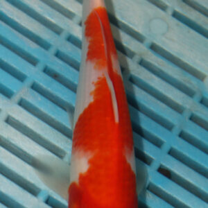 6-7” Hand Selected Koi Carp (Q62)