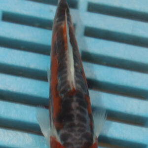 4-5” Hand Selected Koi (Q154)