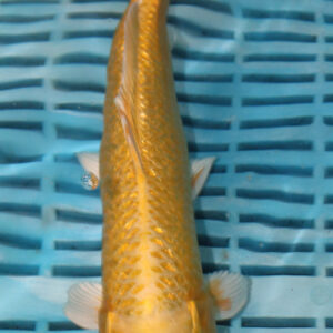 9-10” Hand Selected Koi (SK95)