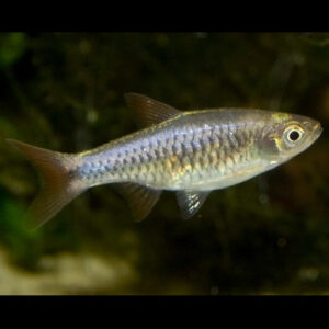 Red Cherry  Rasbora ***NEW***
