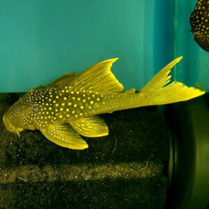 Green Phantom Pleco Hifin L200 7-8cm