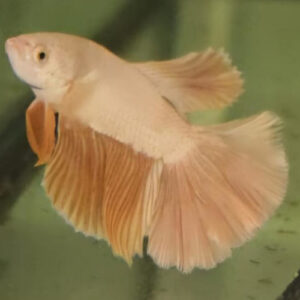 Cambodian Betta ***NEW***