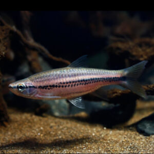 Porthole Rasbora ***NEW***