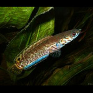 Rainbow Snakehead