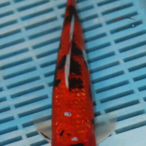 9-10” Hand Selected Koi (SK21)