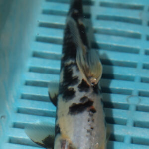 6-7” Hand Selected Koi Carp (Q63)
