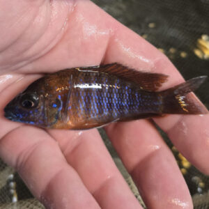 Photographed Peacock Cichlid 7-8cm  (45)