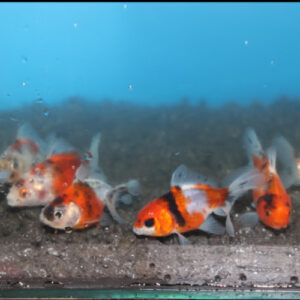 Calico Oranda 5-6cm
