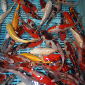 10 x 5-6” Selected Koi