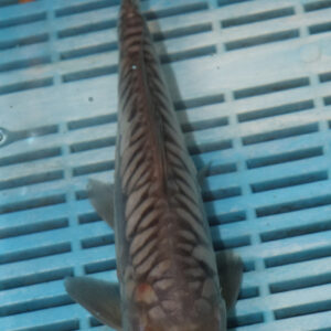 9-10” Hand Selected Koi (SK22)