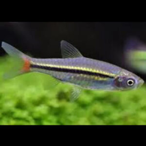 Volcano Rasbora ***NEW***