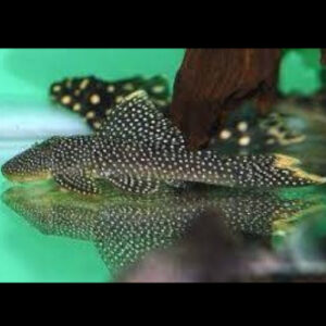 Yellow Seam Pleco L067