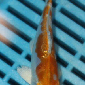 4-5” Hand Selected Koi (Q254)