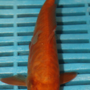 6-7” Hand Selected Koi Carp (Q64)