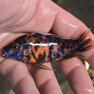 Photographed Peacock Cichlid 7-8cm  (46)