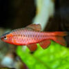 7 longfin cherry barb