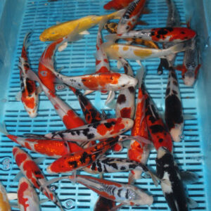 Koi Selection Pack ID24 (Better/Unusual Koi 5x 2-3″,2x 6-7″)