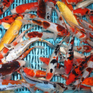 Koi Selection Pack IDK (Selected Koi 5x 3-4””,2x 4-5”)