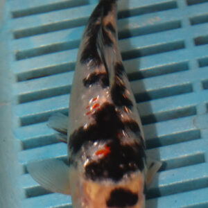 6-7” Hand Selected Koi Carp (Q100)