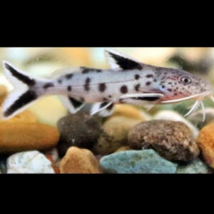 Synodontis Piedratus