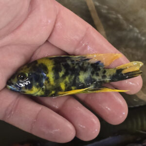 Photographed Peacock Cichlid 9/10cm  (08)