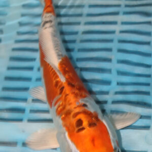 9-10” Hand Selected Koi (SK23)