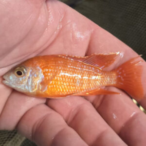 Photographed Peacock Cichlid 7-8cm  (47)