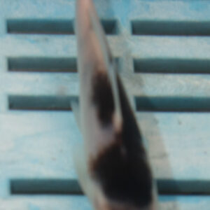 4-5” Hand Selected Koi (Q157)