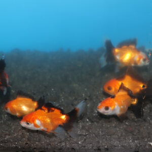 Red and Black Oranda 5-6cm