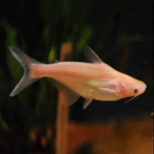 Albino Pangasius Catfish