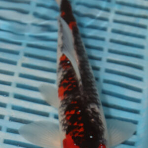 9-10” Hand Selected Koi (SK24)