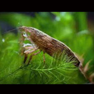 Moluccas Bamboo Shrimp 1.5″