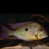 Abalios Geophagus