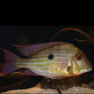 Abalios Geophagus
