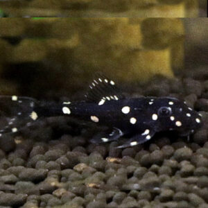 Adonis Pleco