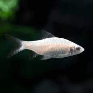 Albino Arulius Barb 4cm