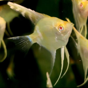 Albino Golden Redeye Angelfish