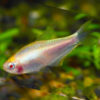 Albino golden emperor tetra