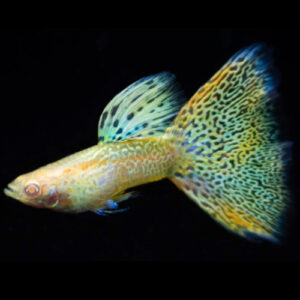 Albino Yellow Tiger Male Guppy