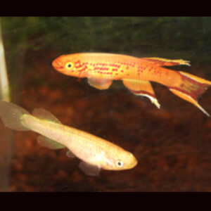 Golden Australe Killifish PAIR